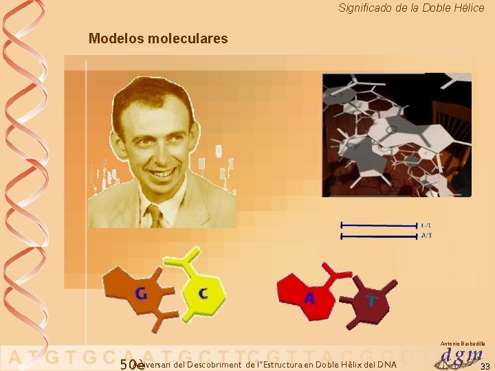 Significado de la Doble Hélice Modelos moleculares Antonio Barbadilla Aniversari del Descobriment de l’’Estructura