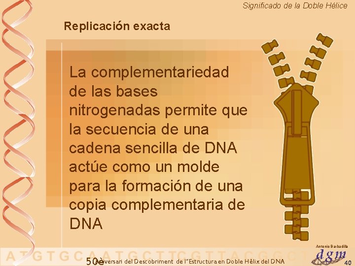 Significado de la Doble Hélice Replicación exacta La complementariedad de las bases nitrogenadas permite