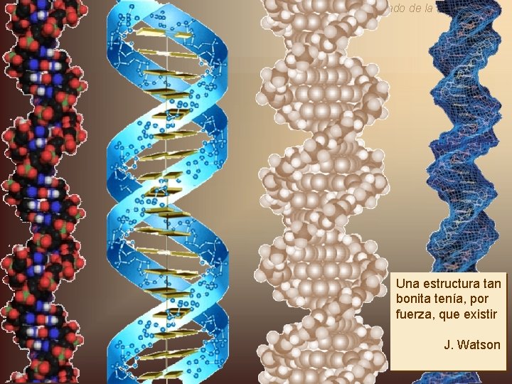 Significado de la Doble Hélice Una estructura tan bonita tenía, por fuerza, que existir