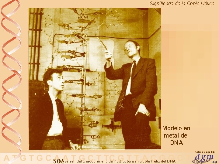 Significado de la Doble Hélice Modelo en metal del DNA Antonio Barbadilla Aniversari del