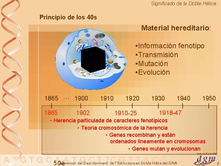 Significado de la Doble Hélice Principio de los 40 s Material hereditario: • Información