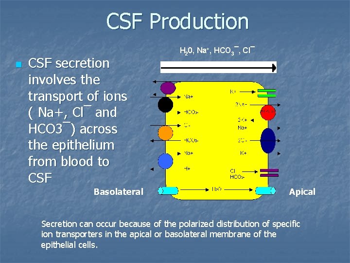 CSF Production n CSF secretion involves the transport of ions ( Na+, Cl¯ and