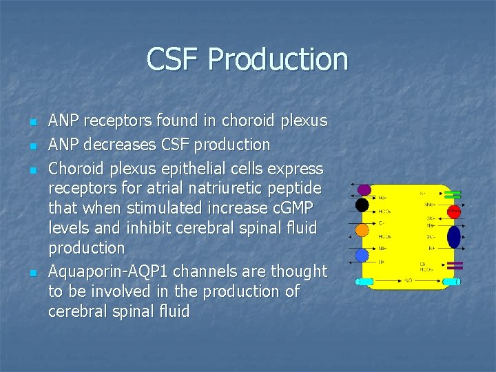 CSF Production n n ANP receptors found in choroid plexus ANP decreases CSF production