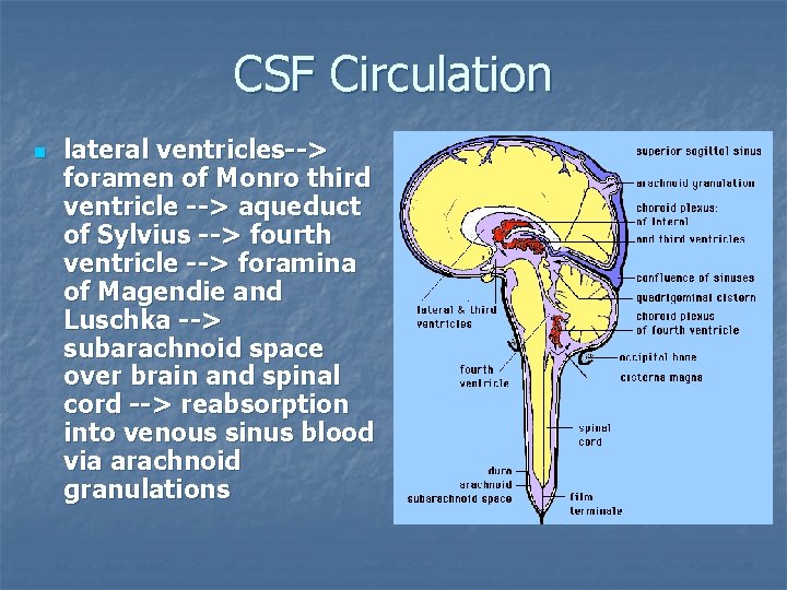 CSF Circulation n lateral ventricles--> foramen of Monro third ventricle --> aqueduct of Sylvius