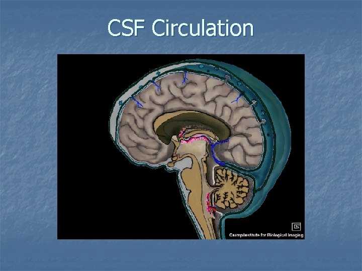 CSF Circulation 