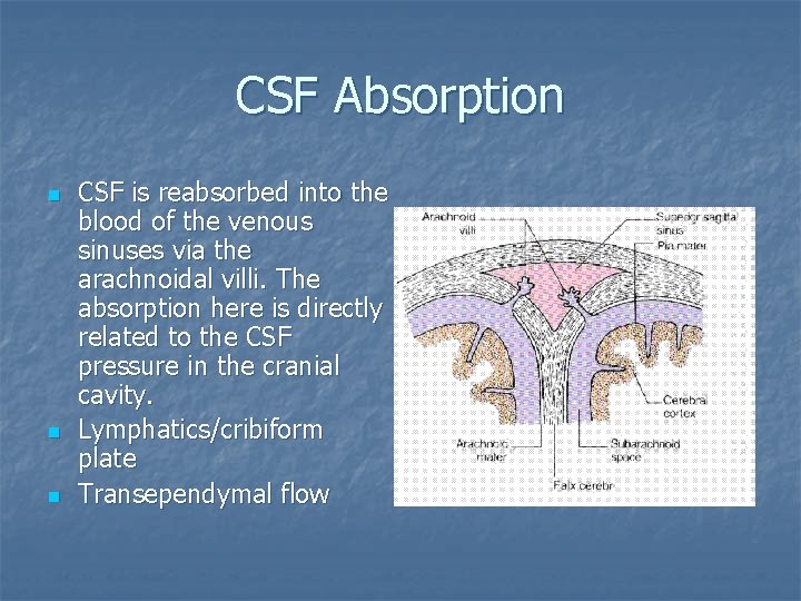 CSF Absorption n CSF is reabsorbed into the blood of the venous sinuses via