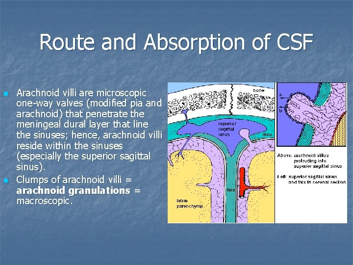 Route and Absorption of CSF n n Arachnoid villi are microscopic one-way valves (modified