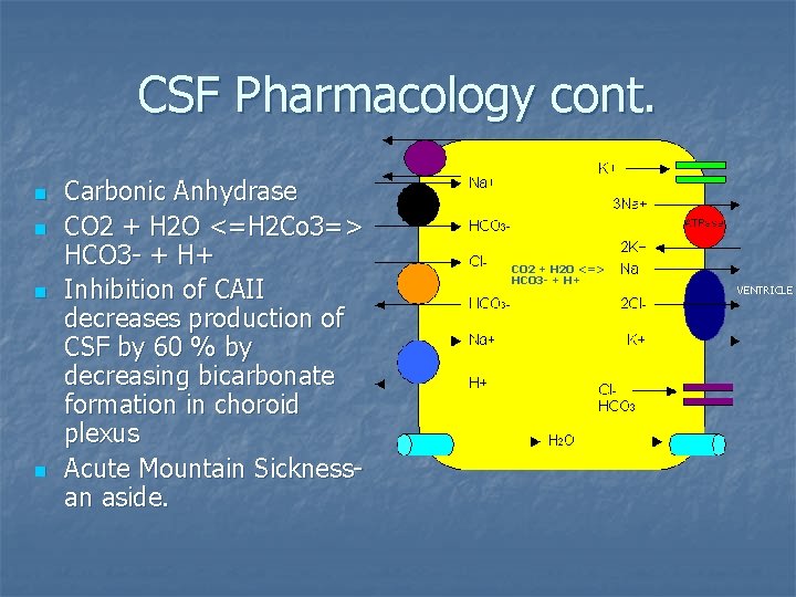 CSF Pharmacology cont. n n Carbonic Anhydrase CO 2 + H 2 O <=H