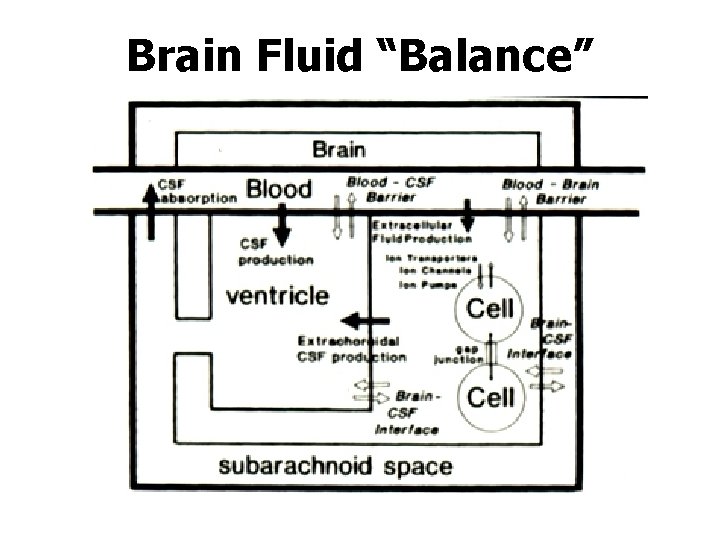Brain Fluid “Balance” 