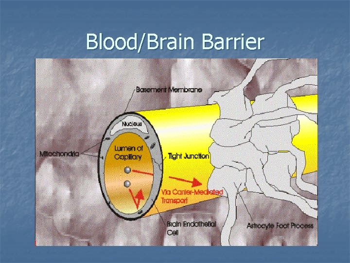 Blood/Brain Barrier 