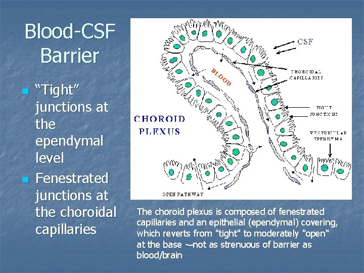 Blood-CSF Barrier n n “Tight” junctions at the ependymal level Fenestrated junctions at the