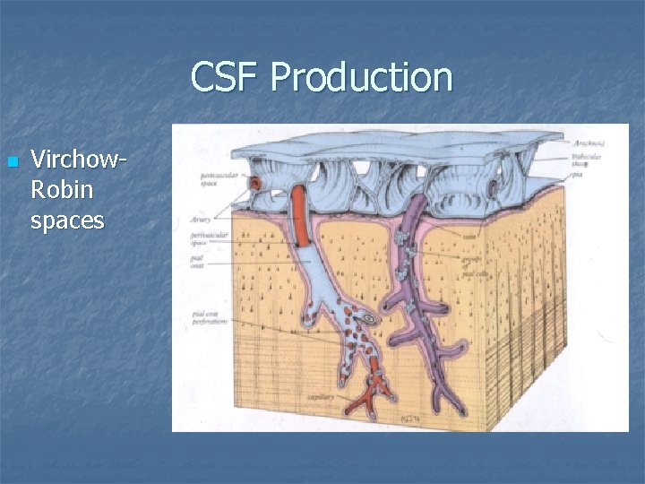 CSF Production n Virchow. Robin spaces 