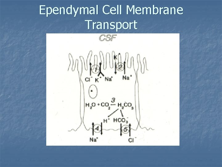 Ependymal Cell Membrane Transport 