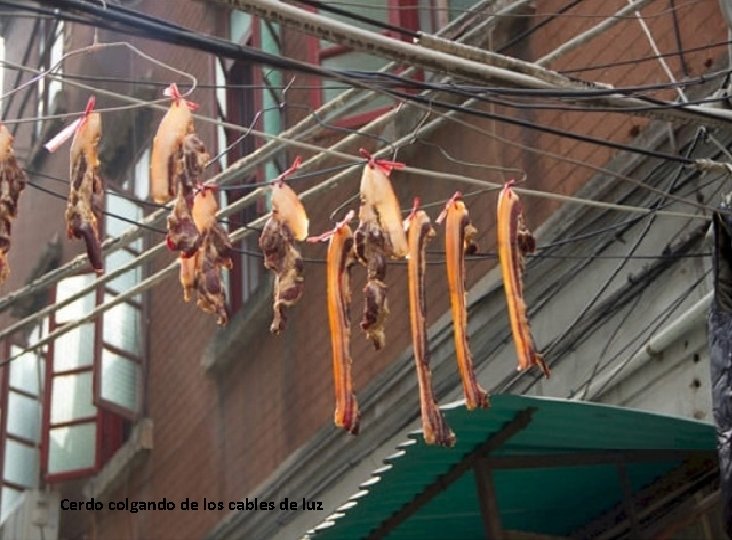 Cerdo colgando de los cables de luz 