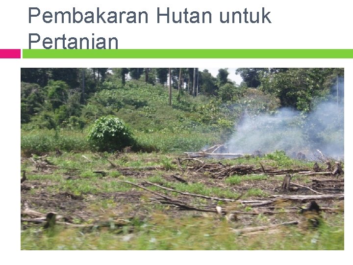 Pembakaran Hutan untuk Pertanian 