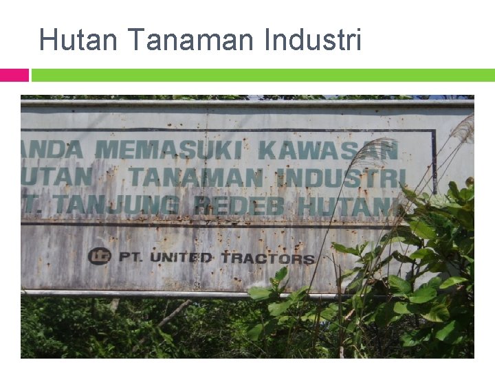 Hutan Tanaman Industri 