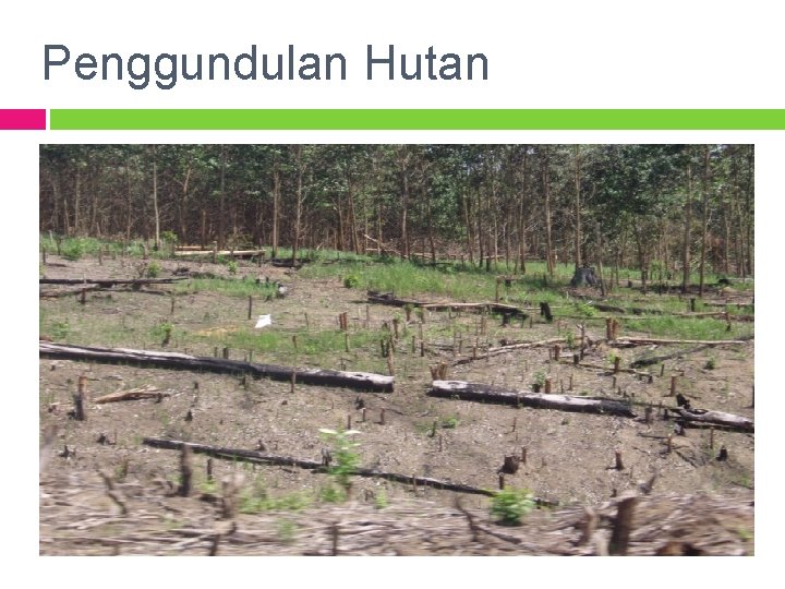 Penggundulan Hutan 