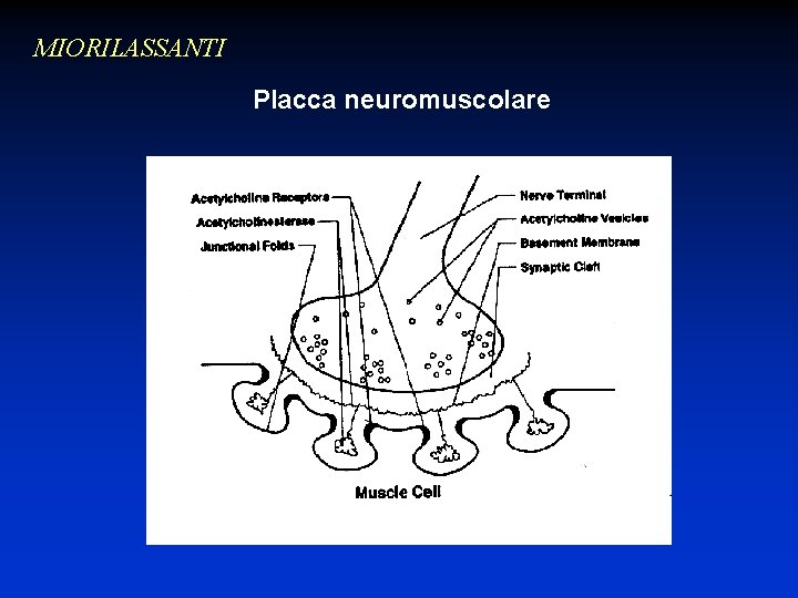 MIORILASSANTI Placca neuromuscolare Inserire foto 