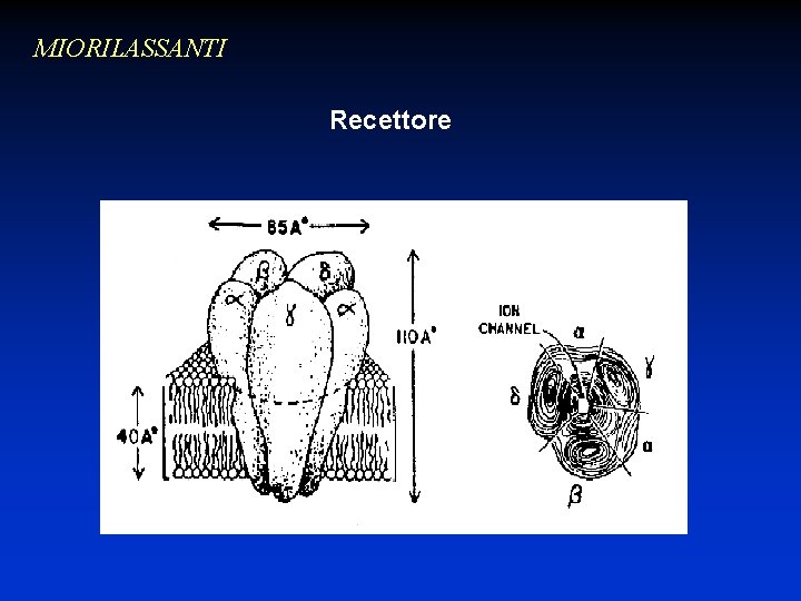 MIORILASSANTI Recettore 