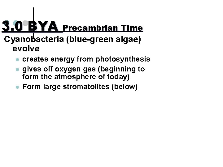 3. 0 BYA Precambrian Time Cyanobacteria (blue-green algae) evolve l l l creates energy