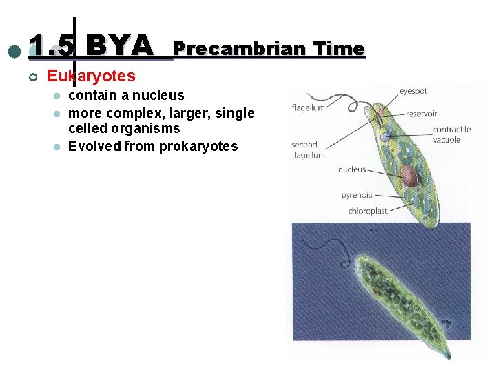 1. 5 BYA ¢ Precambrian Time Eukaryotes l l l contain a nucleus more