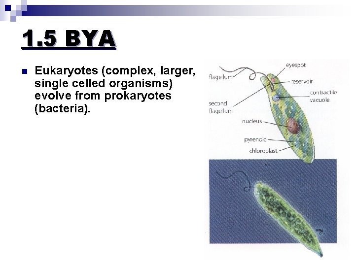 1. 5 BYA n Eukaryotes (complex, larger, single celled organisms) evolve from prokaryotes (bacteria).