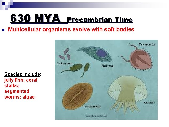 630 MYA n Precambrian Time Multicellular organisms evolve with soft bodies Species include: jelly