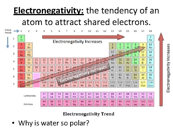 Electronegativity: the tendency of an atom to attract shared electrons. • Why is water