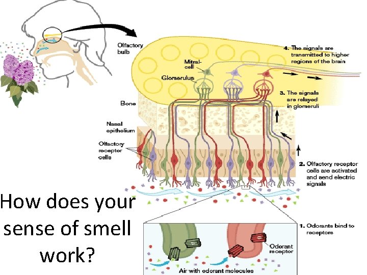 How does your sense of smell work? 