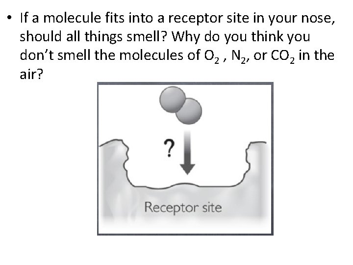  • If a molecule fits into a receptor site in your nose, should