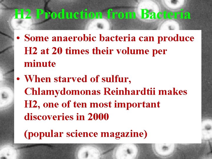 H 2 Production from Bacteria • Some anaerobic bacteria can produce H 2 at