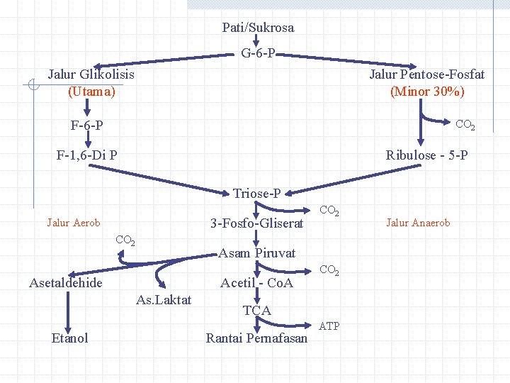Pati/Sukrosa G-6 -P Jalur Glikolisis (Utama) Jalur Pentose-Fosfat (Minor 30%) F-6 -P CO 2