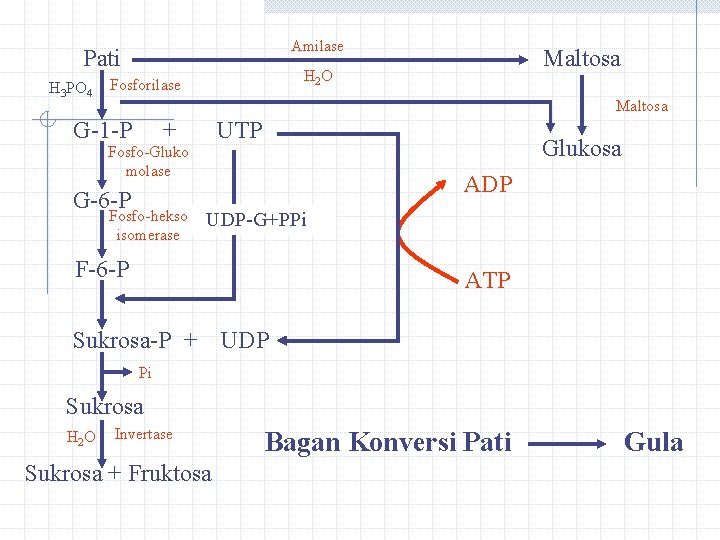 Amilase Pati H 3 PO 4 Maltosa H 2 O Fosforilase Maltosa G-1 -P