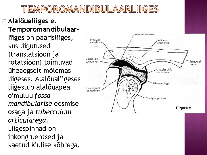 � Alalõualiiges e. Temporomandibulaarliiges on paarisliiges, kus liigutused (translatsioon ja rotatsioon) toimuvad üheaegselt mõlemas