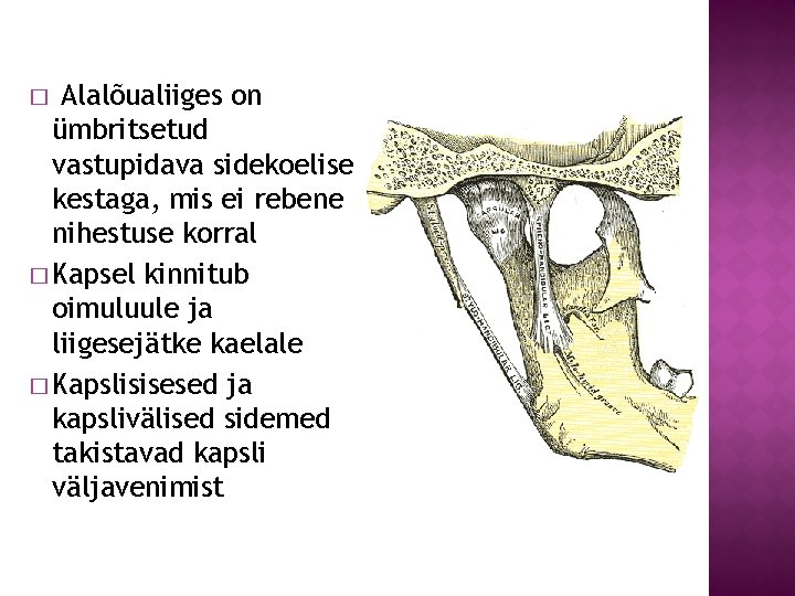 Alalõualiiges on ümbritsetud vastupidava sidekoelise kestaga, mis ei rebene nihestuse korral � Kapsel kinnitub
