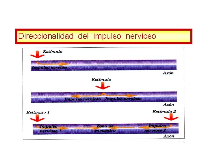 Direccionalidad del impulso nervioso 