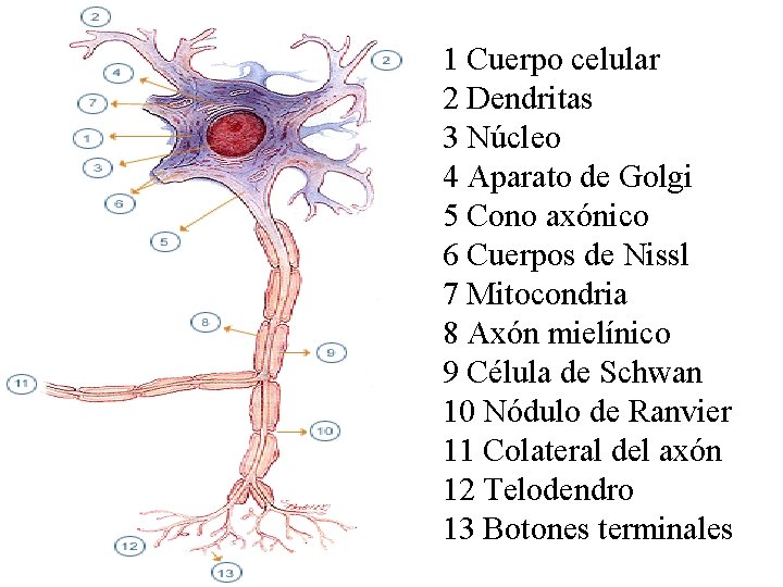 1 Cuerpo celular 2 Dendritas 3 Núcleo 4 Aparato de Golgi 5 Cono axónico