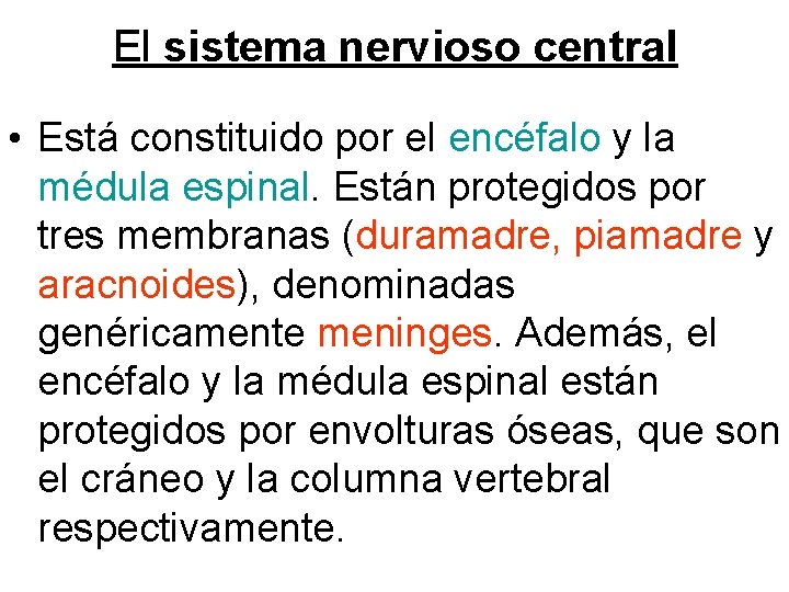 El sistema nervioso central • Está constituido por el encéfalo y la médula espinal.