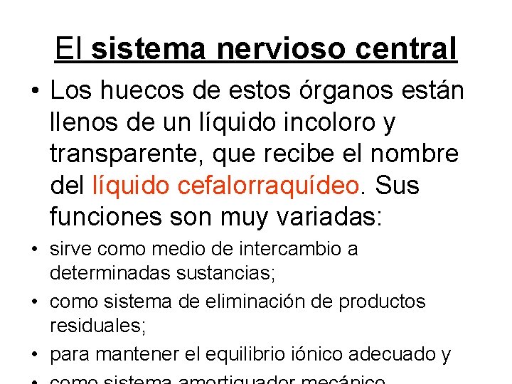 El sistema nervioso central • Los huecos de estos órganos están llenos de un