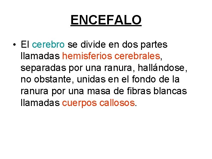 ENCEFALO • El cerebro se divide en dos partes llamadas hemisferios cerebrales, separadas por