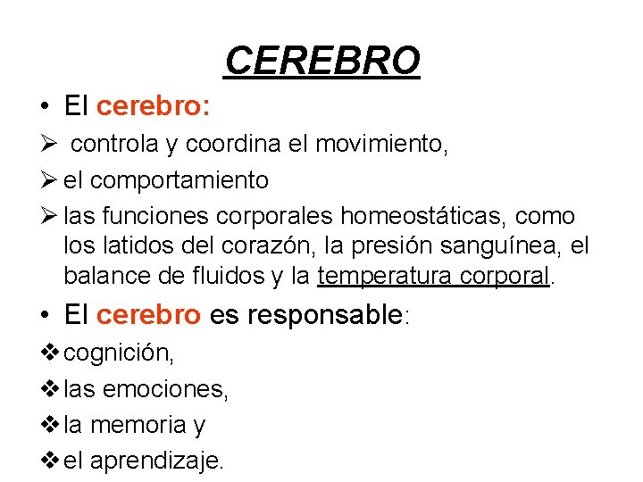 CEREBRO • El cerebro: Ø controla y coordina el movimiento, Ø el comportamiento Ø