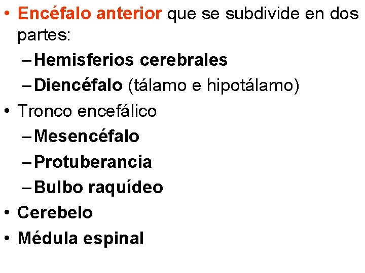  • Encéfalo anterior que se subdivide en dos partes: – Hemisferios cerebrales –