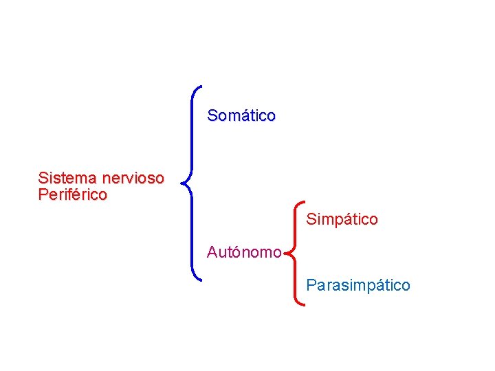 Somático Sistema nervioso Periférico Simpático Autónomo Parasimpático 