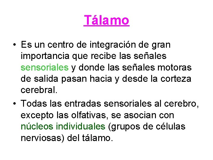 Tálamo • Es un centro de integración de gran importancia que recibe las señales