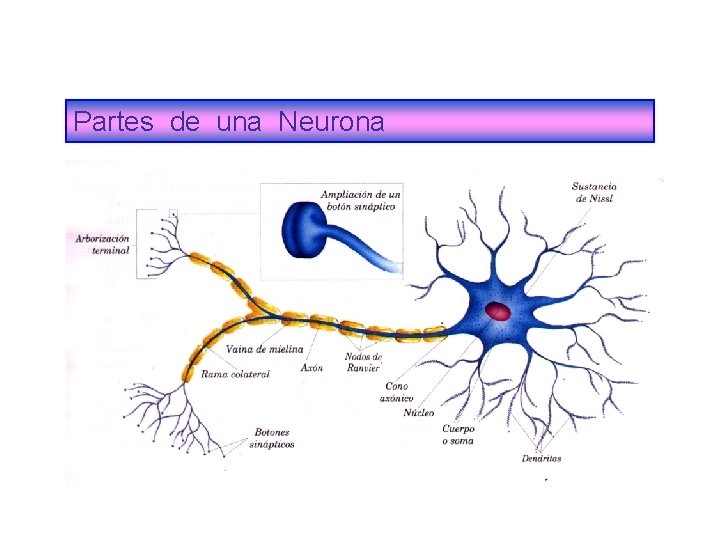Partes de una Neurona 