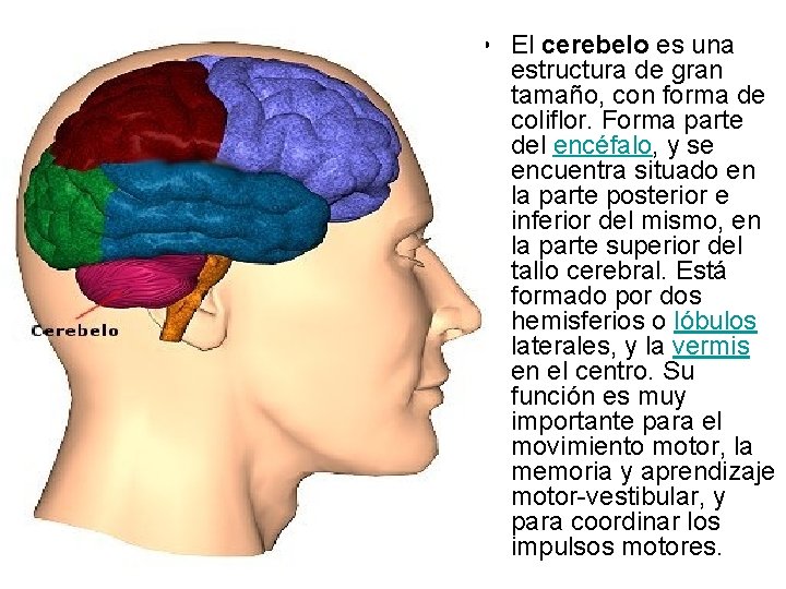  • El cerebelo es una estructura de gran tamaño, con forma de coliflor.