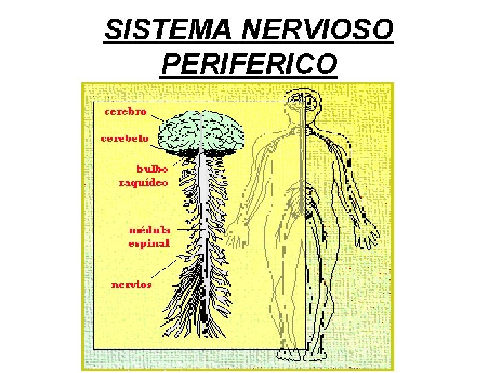 SISTEMA NERVIOSO PERIFERICO 