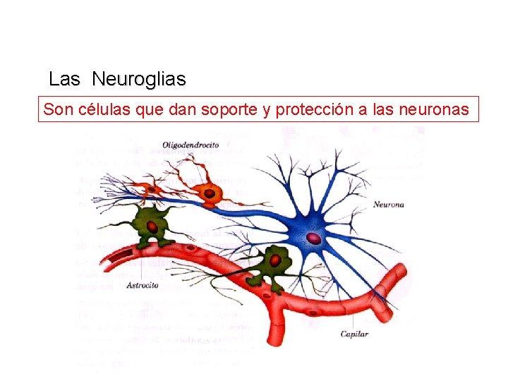 Las Neuroglias Son células que dan soporte y protección a las neuronas 