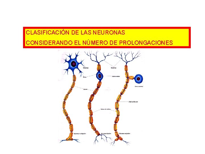 CLASIFICACIÓN DE LAS NEURONAS CONSIDERANDO EL NÚMERO DE PROLONGACIONES 