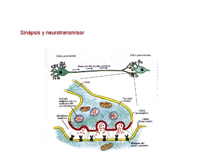 Sinápsis y neurotransmisor 